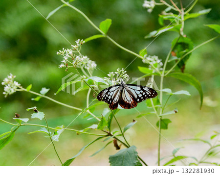 旅する蝶タテハチョウ科アサギマダラ♂の吸蜜 132281930