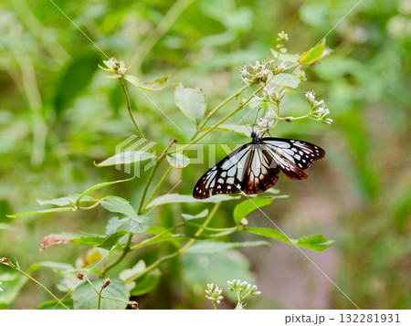 旅する蝶タテハチョウ科アサギマダラ♂の吸蜜 132281931
