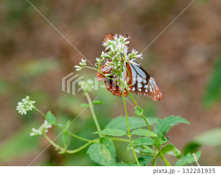 旅する蝶タテハチョウ科アサギマダラ♂の吸蜜 旅する蝶タテハチョウ科アサギマダラ♂の吸蜜 132281935