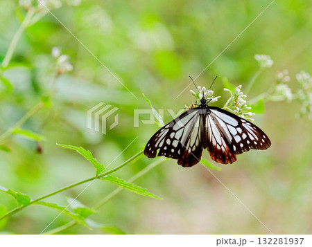 旅する蝶タテハチョウ科アサギマダラ♂の吸蜜 132281937