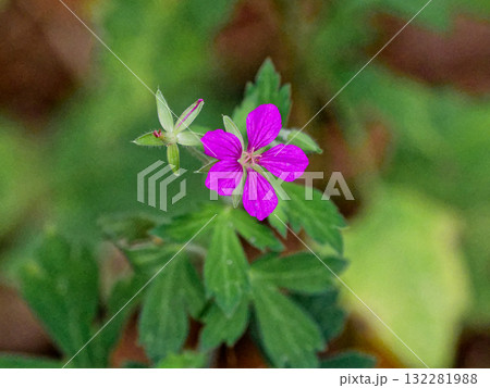 薬草ゲンノショウコの赤い花 132281988