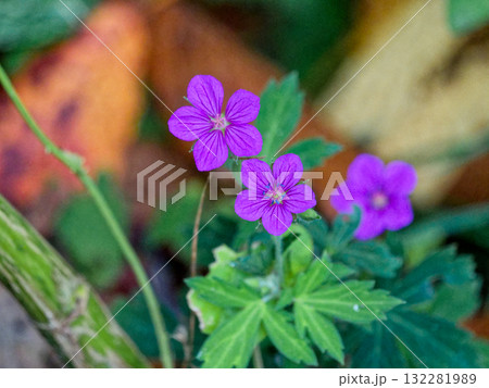 薬草ゲンノショウコの赤い花 132281989