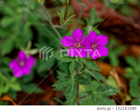 薬草ゲンノショウコの赤い花 132281990