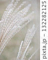 風に揺れるススキの穂 132282125