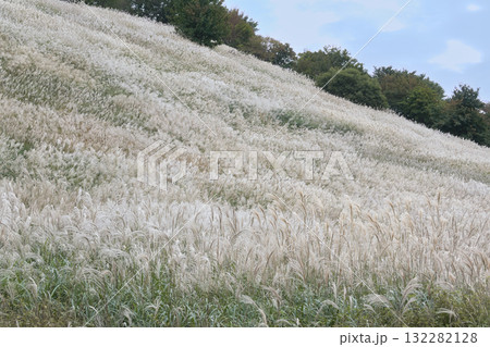 広い山の斜面のススキ野原 広い山の斜面のススキ野原 132282128