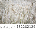 秋の訪れを感じるススキの穂 132282129