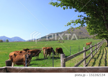 放牧された牛 132282134