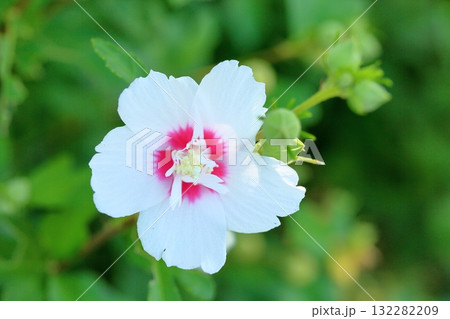 爽やか ムクゲの花 爽やか ムクゲの花 132282209