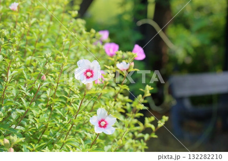 爽やか ムクゲの花 爽やか ムクゲの花 132282210