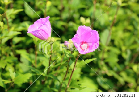可愛い ムクゲの花 可愛い ムクゲの花 132282211