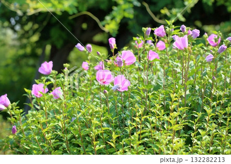 可愛い　ムクゲの花 132282213