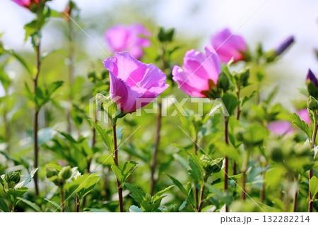 可愛い ムクゲの花 可愛い ムクゲの花 132282214