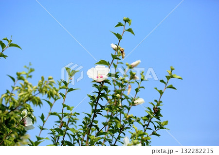 爽やか ムクゲの花 爽やか ムクゲの花 132282215