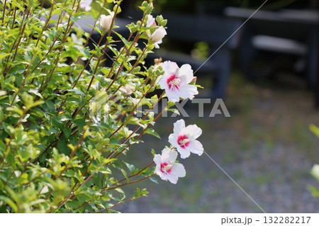 爽やか　ムクゲの花 132282217