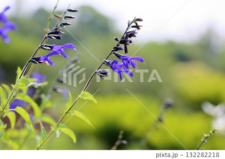 サルビアの花　グァラニティカ 132282218