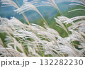 秋風に揺れるススキ 132282230