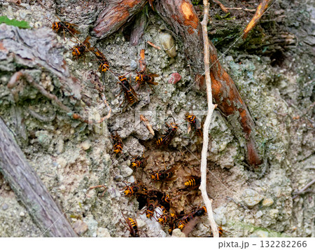 スズメバチ科モンスズメバチの樹洞営巣 132282266