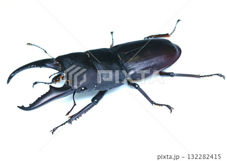 ヒラタクワガタのオス（左向き） 132282415