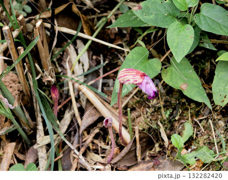 イネ科ススキの根に寄生するハマウツボ科ナンバンギセル 132282420