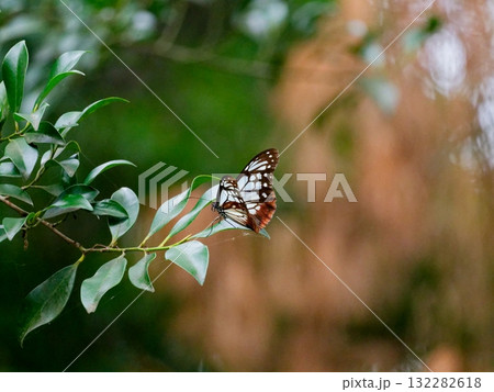 葉に止まる旅する蝶タテハチョウ科アサギマダラ♂ 葉に止まる旅する蝶タテハチョウ科アサギマダラ♂ 132282618