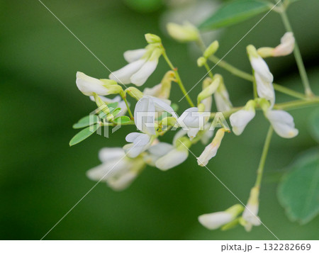 マメ科シラハギの花 132282669