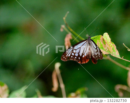 葉に止まる旅する蝶タテハチョウ科アサギマダラ♂ 132282730