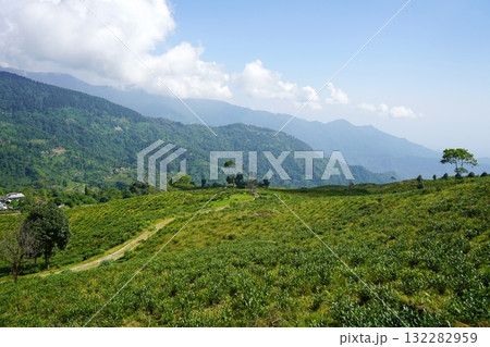 Panoramic View of Tea Estate with Himalayan Mountains at Sherpagaon Kalimpong 132282959