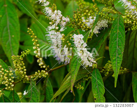 シソ科シモバシラ シソ科シモバシラ 132283007