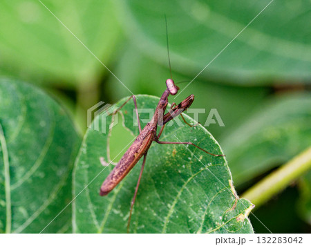 地上徘徊性カマキリコカマキリ褐色型♀ 地上徘徊性カマキリコカマキリ褐色型♀ 132283042