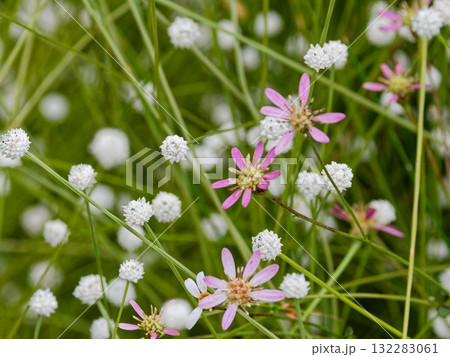湧水湿地の植物 サワヒヨドリ シラタマホシクサ群生 湧水湿地の植物 サワヒヨドリ シラタマホシクサ群生 132283061