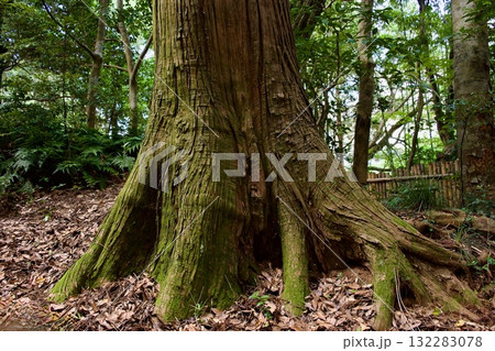 八重垣神社の鏡の池付近の森の中 八重垣神社の鏡の池付近の森の中 132283078