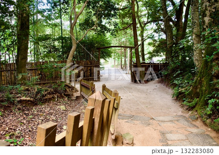 八重垣神社の鏡の池付近の森の中 八重垣神社の鏡の池付近の森の中 132283080