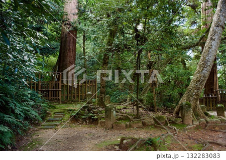 八重垣神社の鏡の池付近の森の中 八重垣神社の鏡の池付近の森の中 132283083
