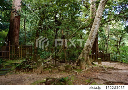八重垣神社の鏡の池付近の森の中 八重垣神社の鏡の池付近の森の中 132283085