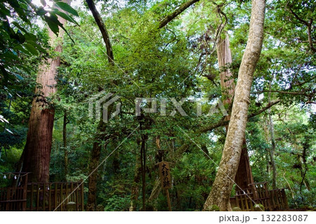八重垣神社の鏡の池付近の森の中 八重垣神社の鏡の池付近の森の中 132283087