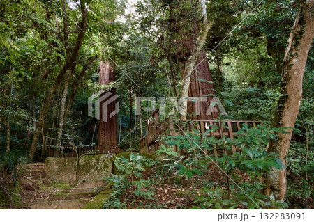 八重垣神社の鏡の池付近の森の中 八重垣神社の鏡の池付近の森の中 132283091