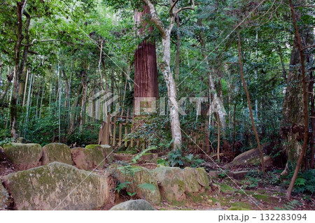 八重垣神社の鏡の池付近の森の中 八重垣神社の鏡の池付近の森の中 132283094