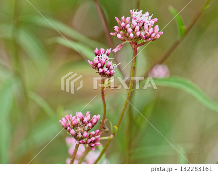 キク科ヒヨドリバナ属サワヒヨドリの花 132283161