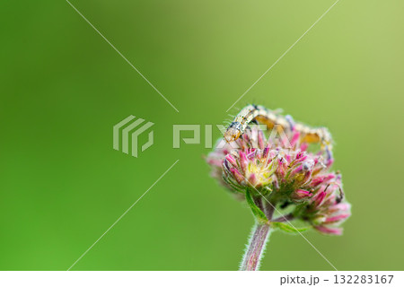 ピンク色の花と蛾の幼虫 ピンク色の花と蛾の幼虫 132283167