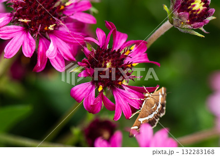 ガイラルディアの花にとまるシロオビノメイガ 132283168