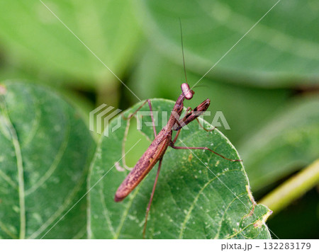 地上徘徊性カマキリコカマキリ褐色型♀ 132283179