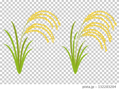 A set of various drooping rice illustrations 132283204