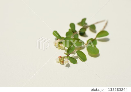 白バックにシンフォリカルポスの花 白バックにシンフォリカルポスの花 132283244