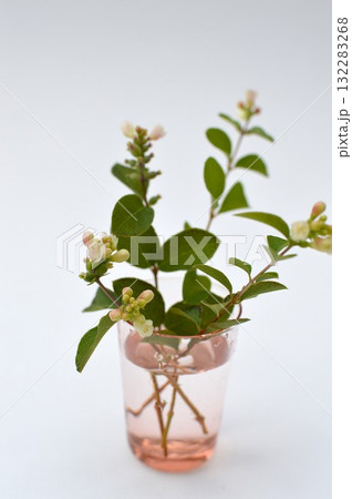 シンフォリカルポスの花のアレンジ　 　　　 132283268