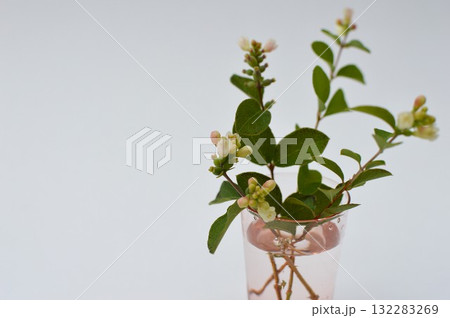 シンフォリカルポスの花のアレンジ　 　　 132283269