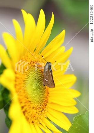 セセリチョウとヒマワリの花 132283469