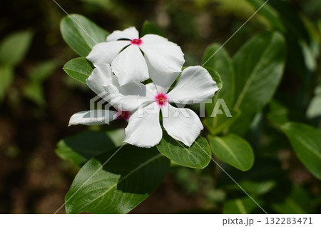 庭に咲く純白の日日草の花 132283471