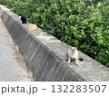 猫のいる風景 132283507