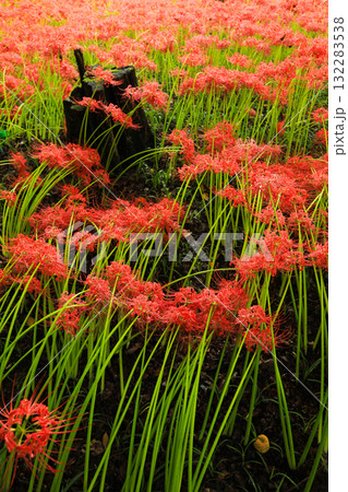 巾着田の赤い花の海：満開の彼岸花のテクスチャ 132283538