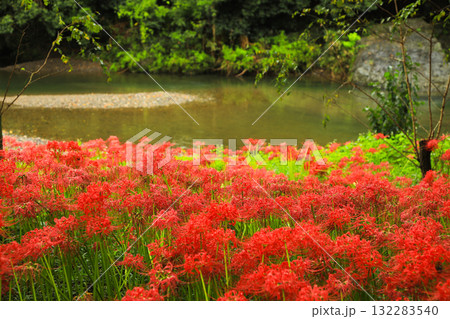鮮やかな赤：巾着田で満開の彼岸花のアップ 132283540